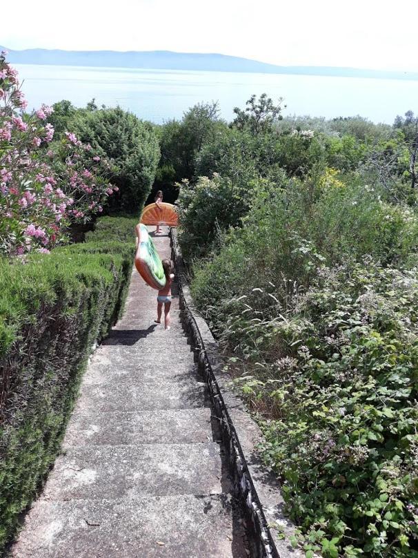 Lavandula Labin  Bagian luar foto